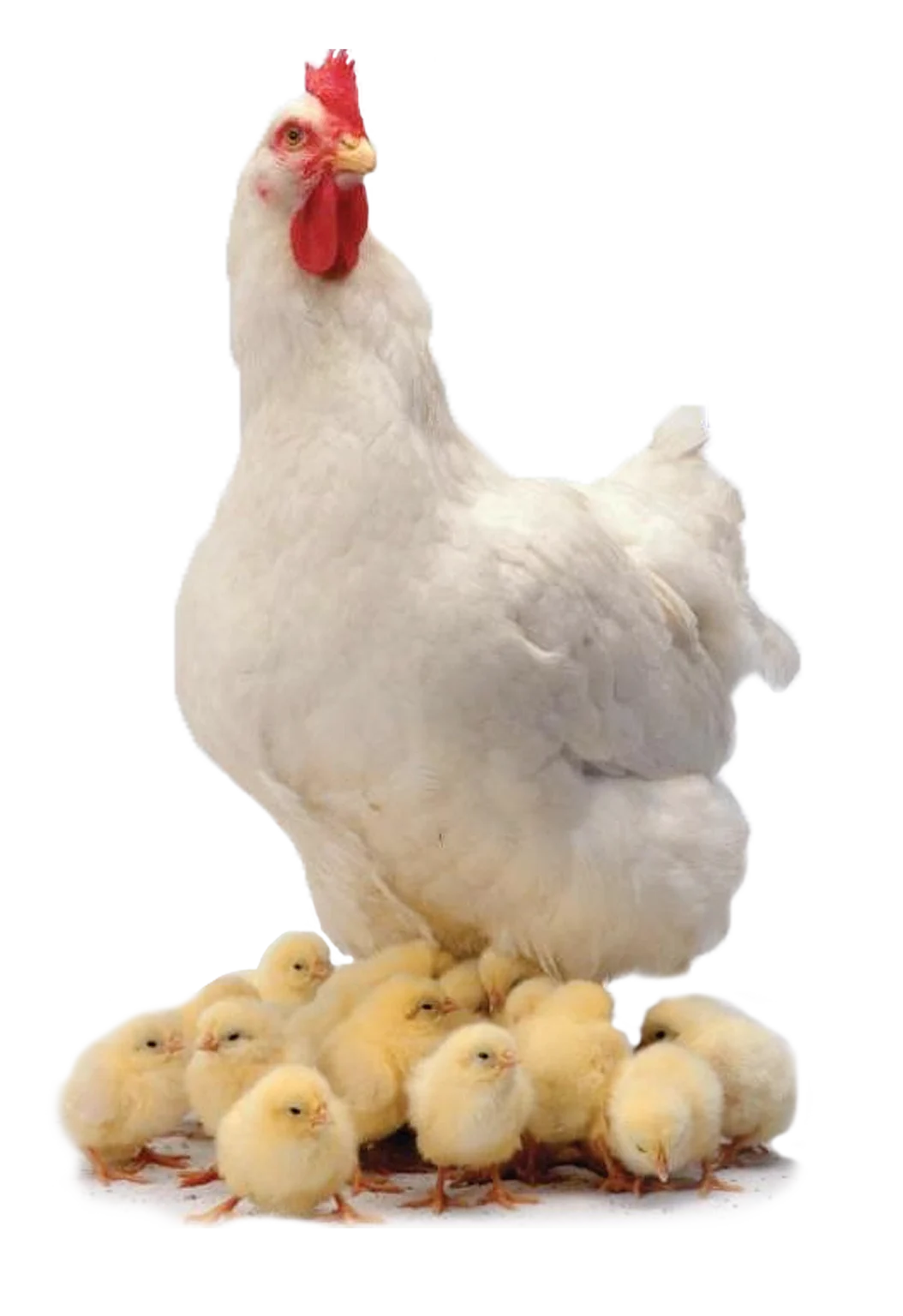 BVPA Chicken with chicks