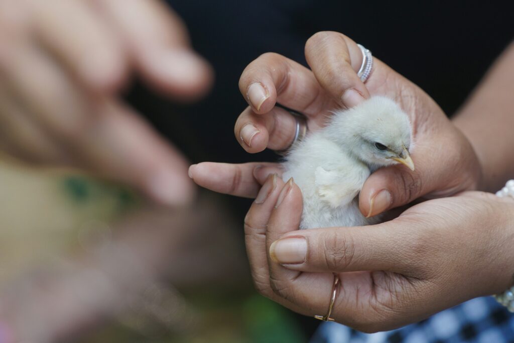 Hand holding a chick